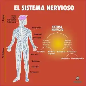 Sistema nervioso